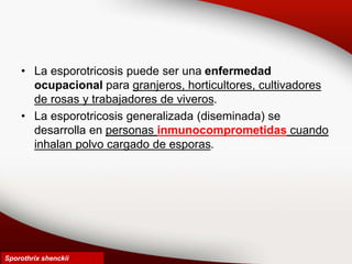 • La esporotricosis puede ser una enfermedad
ocupacional para granjeros, horticultores, cultivadores
de rosas y trabajadores de viveros.
• La esporotricosis generalizada (diseminada) se
desarrolla en personas inmunocomprometidas cuando
inhalan polvo cargado de esporas.
Sporothrix shenckii
 