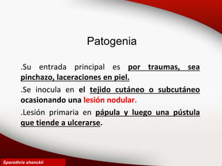 Patogenia
.Su entrada principal es por traumas, sea
pinchazo, laceraciones en piel.
.Se inocula en el tejido cutáneo o subcutáneo
ocasionando una lesión nodular.
.Lesión primaria en pápula y luego una pústula
que tiende a ulcerarse.
Sporothrix shenckii
 