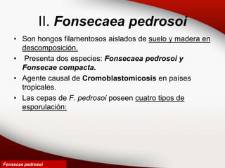 II. Fonsecaea pedrosoi
• Son hongos filamentosos aislados de suelo y madera en
descomposición.
• Presenta dos especies: Fonsecaea pedrosoi y
Fonsecae compacta.
• Agente causal de Cromoblastomicosis en países
tropicales.
• Las cepas de F. pedrosoi poseen cuatro tipos de
esporulación:
Fonsecae pedrosoi
 
