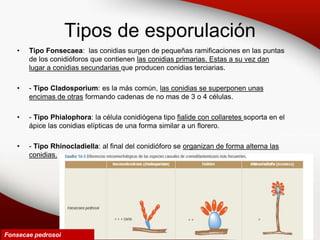 Tipos de esporulación
• Tipo Fonsecaea: las conidias surgen de pequeñas ramificaciones en las puntas
de los conidióforos que contienen las conidias primarias. Estas a su vez dan
lugar a conidias secundarias que producen conidias terciarias.
• - Tipo Cladosporium: es la más común, las conidias se superponen unas
encimas de otras formando cadenas de no mas de 3 o 4 células.
• - Tipo Phialophora: la célula conidiógena tipo fialide con collaretes soporta en el
ápice las conidias elípticas de una forma similar a un florero.
• - Tipo Rhinocladiella: al final del conidióforo se organizan de forma alterna las
conidias.
Fonsecae pedrosoi
 