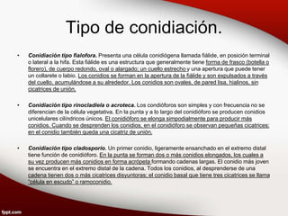 Tipo de conidiación.
• Conidiación tipo fialofora. Presenta una célula conidiógena llamada fiálide, en posición terminal
o lateral a la hifa. Esta fiálide es una estructura que generalmente tiene forma de frasco (botella o
florero), de cuerpo redondo, oval o alargado; un cuello estrecho y una apertura que puede tener
un collarete o labio. Los conidios se forman en la apertura de la fiálide y son expulsados a través
del cuello, acumulándose a su alrededor. Los conidios son ovales, de pared lisa, hialinos, sin
cicatrices de unión.
• Conidiación tipo rinocladiela o acroteca. Los condióforos son simples y con frecuencia no se
diferencian de la célula vegetativa. En la punta y a lo largo del conidióforo se producen conidios
unicelulares cilíndricos únicos. El conidióforo se elonga simpodialmente para producir más
conidios. Cuando se desprenden los conidios, en el conidióforo se observan pequeñas cicatrices;
en el conidio también queda una cicatriz de unión.
• Conidiación tipo cladosporio. Un primer conidio, ligeramente ensanchado en el extremo distal
tiene función de conidióforo. En la punta se forman dos o más conidios elongados, los cuales a
su vez producen más conidios en forma acrópeta formando cadenas largas. El conidio más joven
se encuentra en el extremo distal de la cadena. Todos los conidios, al desprenderse de una
cadena tienen dos o más cicatrices disyuntoras; el conidio basal que tiene tres cicatrices se llama
“célula en escudo” o ramoconidio.
 