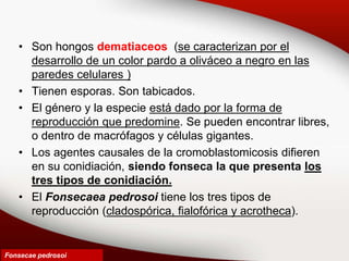 • Son hongos dematiaceos (se caracterizan por el
desarrollo de un color pardo a oliváceo a negro en las
paredes celulares )
• Tienen esporas. Son tabicados.
• El género y la especie está dado por la forma de
reproducción que predomine. Se pueden encontrar libres,
o dentro de macrófagos y células gigantes.
• Los agentes causales de la cromoblastomicosis difieren
en su conidiación, siendo fonseca la que presenta los
tres tipos de conidiación.
• El Fonsecaea pedrosoi tiene los tres tipos de
reproducción (cladospórica, fialofórica y acrotheca).
Fonsecae pedrosoi
 