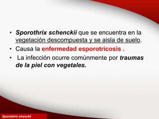 • Sporothrix schenckii que se encuentra en la
vegetación descompuesta y se aisla de suelo.
• Causa la enfermedad esporotricosis .
• La infección ocurre comúnmente por traumas
de la piel con vegetales.
Sporothrix shenckii
 