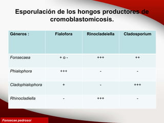 Esporulación de los hongos productores de
cromoblastomicosis.
Géneros : Fialofora Rinocladeiella Cladosporium
Fonsecaea + o - +++ ++
Phialophora +++ - -
Cladophialophora + - +++
Rhinocladiella - +++ -
Fonsecae pedrosoi
 