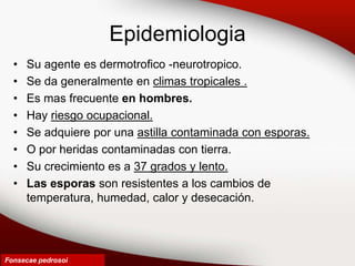 Epidemiologia
• Su agente es dermotrofico -neurotropico.
• Se da generalmente en climas tropicales .
• Es mas frecuente en hombres.
• Hay riesgo ocupacional.
• Se adquiere por una astilla contaminada con esporas.
• O por heridas contaminadas con tierra.
• Su crecimiento es a 37 grados y lento.
• Las esporas son resistentes a los cambios de
temperatura, humedad, calor y desecación.
Fonsecae pedrosoi
 