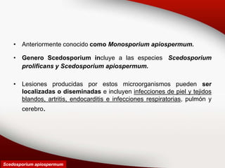 • Anteriormente conocido como Monosporium apiospermum.
• Genero Scedosporium incluye a las especies Scedosporium
prolificans y Scedosporium apiospermum.
• Lesiones producidas por estos microorganismos pueden ser
localizadas o diseminadas e incluyen infecciones de piel y tejidos
blandos, artritis, endocarditis e infecciones respiratorias, pulmón y
cerebro.
Scedosporium apiospermum
 
