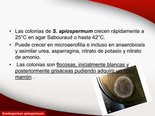 • Las colonias de S. apiospermum crecen rápidamente a
25°C en agar Sabouraud o hasta 42°C.
• Puede crecer en microaerofilia e incluso en anaerobiosis
y asimilar urea, asparragina, nitrato de potasio y nitrato
de amonio.
• Las colonias son flocosas, inicialmente blancas y
posteriormente grisáceas pudiendo adquirir un color
marrón .
Scedosporium apiospermum
 