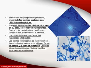 • Scedosporium apiospermum (anamorfo)
presenta hifas hialinas septadas con
células conidiogénicas .
• Los conidios son ovales, únicos y truncos
en su base, color marrón y adherentes.
Son de color castaño claro, ramificadas,
tabicadas con diámetro de 1 a 3 micras.
• Los conidioforos son parduscos, no
ramificados y tabicados.
• Las células conidiogenas se reproducen en
forma individual o en racimos y tienen forma
de botella y la base es hinchada. Cuello se
alarga los conidios son hialinos, ovoides y
lisos, truncados en la base.
Scedosporium apiospermum
 