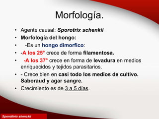 Morfología.
• Agente causal: Sporotrix schenkii
• Morfología del hongo:
• -Es un hongo dimorfico:
• -A los 25° crece de forma filamentosa.
• -A los 37° crece en forma de levadura en medios
enriquecidos y tejidos parasitarios.
• - Crece bien en casi todo los medios de cultivo.
Saboraud y agar sangre.
• Crecimiento es de 3 a 5 días.
Sporothrix shenckii
 