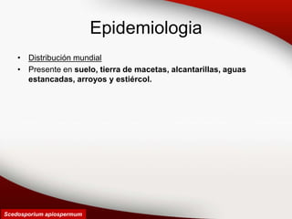 Epidemiologia
• Distribución mundial
• Presente en suelo, tierra de macetas, alcantarillas, aguas
estancadas, arroyos y estiércol.
Scedosporium apiospermum
 