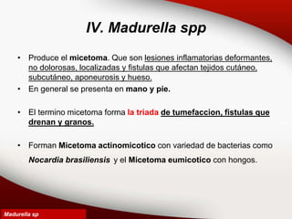 IV. Madurella spp
• Produce el micetoma. Que son lesiones inflamatorias deformantes,
no dolorosas, localizadas y fistulas que afectan tejidos cutáneo,
subcutáneo, aponeurosis y hueso.
• En general se presenta en mano y pie.
• El termino micetoma forma la triada de tumefaccion, fistulas que
drenan y granos.
• Forman Micetoma actinomicotico con variedad de bacterias como
Nocardia brasiliensis y el Micetoma eumicotico con hongos.
Madurella sp
 