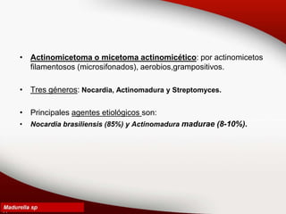 • Actinomicetoma o micetoma actinomicético: por actinomicetos
filamentosos (microsifonados), aerobios,grampositivos.
• Tres géneros: Nocardia, Actinomadura y Streptomyces.
• Principales agentes etiológicos son:
• Nocardia brasiliensis (85%) y Actinomadura madurae (8-10%).
 