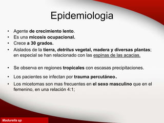 Epidemiologia
• Agente de crecimiento lento.
• Es una micosis ocupacional.
• Crece a 30 grados.
• Aislados de la tierra, detritus vegetal, madera y diversas plantas;
en especial se han relacionado con las espinas de las acacias.
• Se observa en regiones tropicales con escasas precipitaciones.
• Los pacientes se infectan por trauma percutáneo.
• Los micetomas son mas frecuentes en el sexo masculino que en el
femenino, en una relación 4:1;
Madurella sp
 
