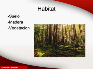 Habitat
-Suelo
-Madera
-Vegetacion
Sporothrix shenckii
 