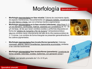 Morfología
• Morfología macroscópica en fase micelial. Colonia de crecimiento rápido,
de aspecto membranoso, frecuentemente con pliegues radiales, inicialmente
de color blanco o beige, que con el tiempo tiende a pigmentarse.
• Morfología microscópica en la fase micelial (infectante). Hifas finas (1- 3
µm de diámetro), ramificadas, hialinas, septadas con conidióforos de 10 - 30
µm de largo, de las que nacen conidios ovoides o piriformes dispuestos en
forma de “pétalos de margarita o flor de durazno” (simpoduloconidios);
algunos conidios nacen directamente del tallo de la hifa (raduloconidios) de
3 - 5 micras. Los conidios de forma triangular se presentan generalmente en
los cultivos pigmentados.
• Morfología macroscópica fase levaduriforme (parasitaria). Colonias
cremosas, glabras, blanco amarillentas, ligeramente acuminadas, similares
a las colonias bacterianas.
• Morfología microscópica fase levaduriforme (parasitaria): Levaduras de
forma variable; redondas, ovoides, fusiformes, con gemación única o
múltiple, con tamaño promedio de 1-3 x 3-10 µm.
Sporothrix shenckii
Sporothrix shenckii
 