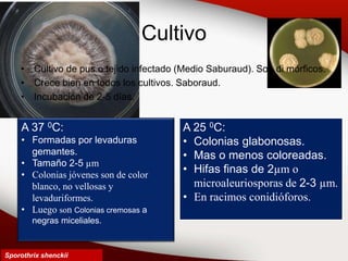 Cultivo
• Cultivo de pus o tejido infectado (Medio Saburaud). Son di mórficos.
• Crece bien en todos los cultivos. Saboraud.
• Incubación de 2-5 días.
A 37 0C:
• Formadas por levaduras
gemantes.
• Tamaño 2-5 µm
• Colonias jóvenes son de color
blanco, no vellosas y
levaduriformes.
• Luego son Colonias cremosas a
negras miceliales.
A 25 0C:
• Colonias glabonosas.
• Mas o menos coloreadas.
• Hifas finas de 2µm o
microaleuriosporas de 2-3 µm.
• En racimos conidióforos.
Sporothrix shenckii
 
