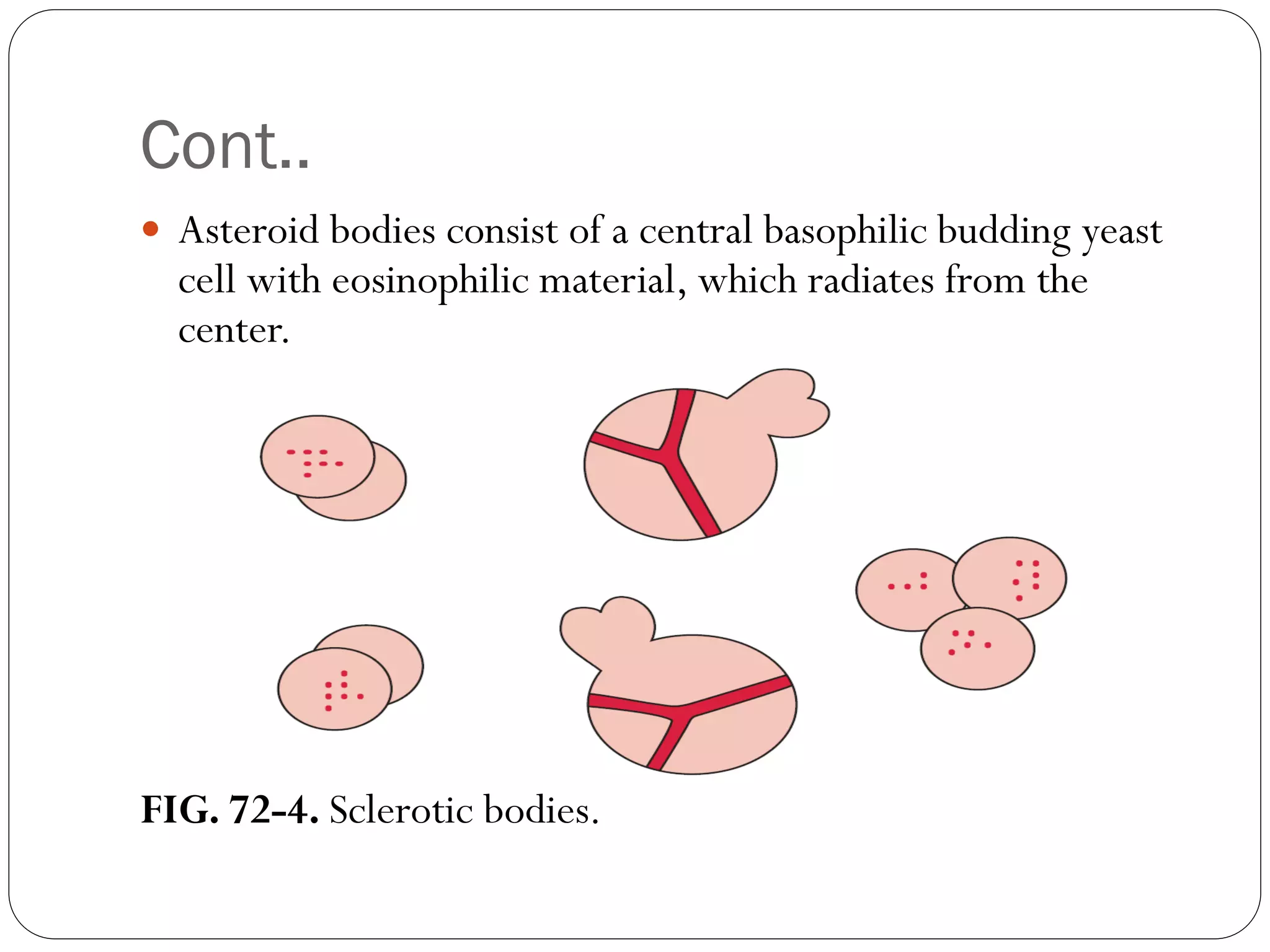 Cont..
 Asteroid bodies consist of a central basophilic budding yeast
cell with eosinophilic material, which radiates from the
center.
FIG. 72-4. Sclerotic bodies.
 