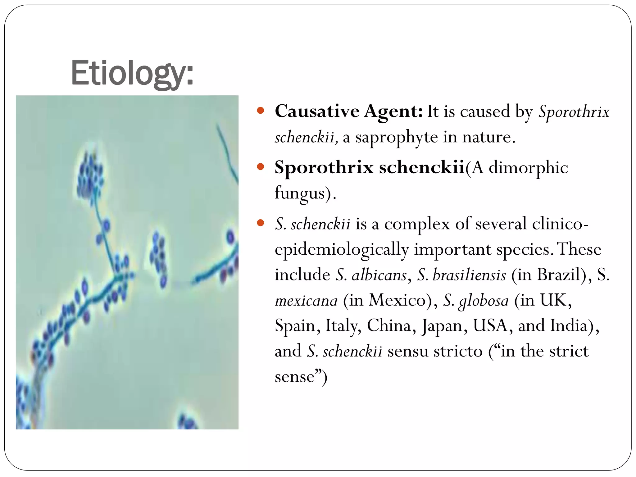 Etiology:
 Causative Agent: It is caused by Sporothrix
schenckii,a saprophyte in nature.
 Sporothrix schenckii(A dimorphic
fungus).
 S.schenckii is a complex of several clinico-
epidemiologically important species.These
include S.albicans, S.brasiliensis (in Brazil), S.
mexicana (in Mexico), S.globosa (in UK,
Spain, Italy, China, Japan, USA, and India),
and S.schenckii sensu stricto (“in the strict
sense”)
 