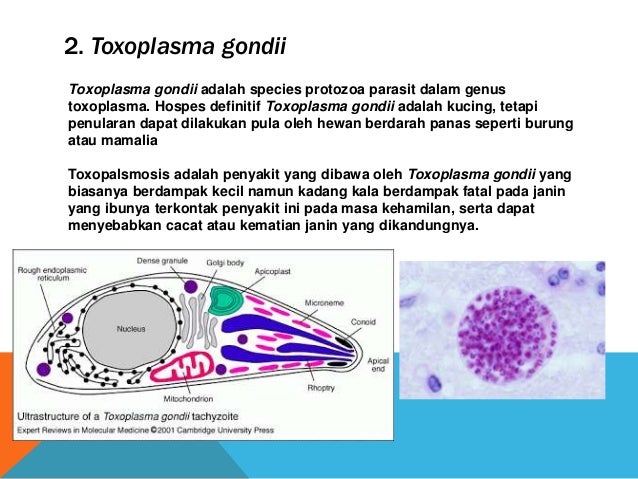 Alat Gerak Sporozoa Biologi - Sporozoa