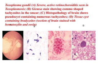 Sporozoa II | PPTX
