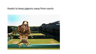 Hawks to keep pigeons away from courts
 