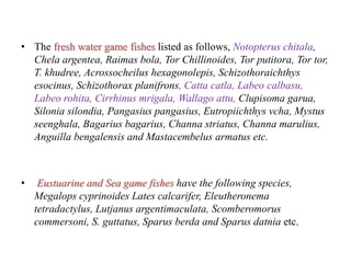 • The fresh water game fishes listed as follows, Notopterus chitala,
Chela argentea, Raimas bola, Tor Chillinoides, Tor putitora, Tor tor,
T. khudree, Acrossocheilus hexagonolepis, Schizothoraichthys
esocinus, Schizothorax planifrons, Catta catla, Labeo calbasu,
Labeo rohita, Cirrhinus mrigala, Wallago attu, Clupisoma garua,
Silonia silondia, Pangasius pangasius, Eutropiichthys vcha, Mystus
seenghala, Bagarius bagarius, Channa striatus, Channa marulius,
Anguilla bengalensis and Mastacembelus armatus etc.
• Eustuarine and Sea game fishes have the following species,
Megalops cyprinoides Lates calcarifer, Eleutheronema
tetradactylus, Lutjanus argentimaculata, Scomberomorus
commersoni, S. guttatus, Sparus berda and Sparus datnia etc.
 