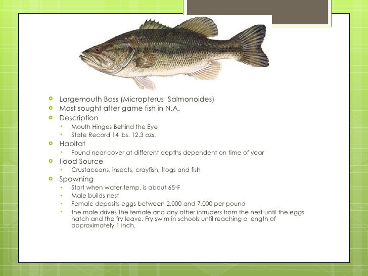 Sport fish of oklahoma[1]