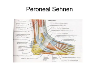 Peroneal Sehnen 