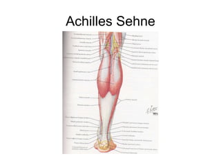 Achilles Sehne 