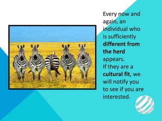 Every now and
again, an
individual who
is sufficiently
different from
the herd
appears.
If they are a
cultural fit, we
will notify you
to see if you are
interested.
 