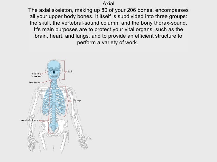 what organs are protected by the axial skeleton what organs are protected by the axial skeleton
