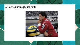 A3. Ayrton Senna (Senna bird)
 
