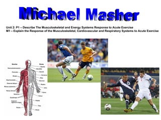 Michael Masher Unit 2: P1 – Describe The Musculoskeletal and Energy Systems Response to Acute Exercise M1 –  Explain the Response of the Musculoskeletal, Cardiovascular and Respiratory Systems to Acute Exercise  