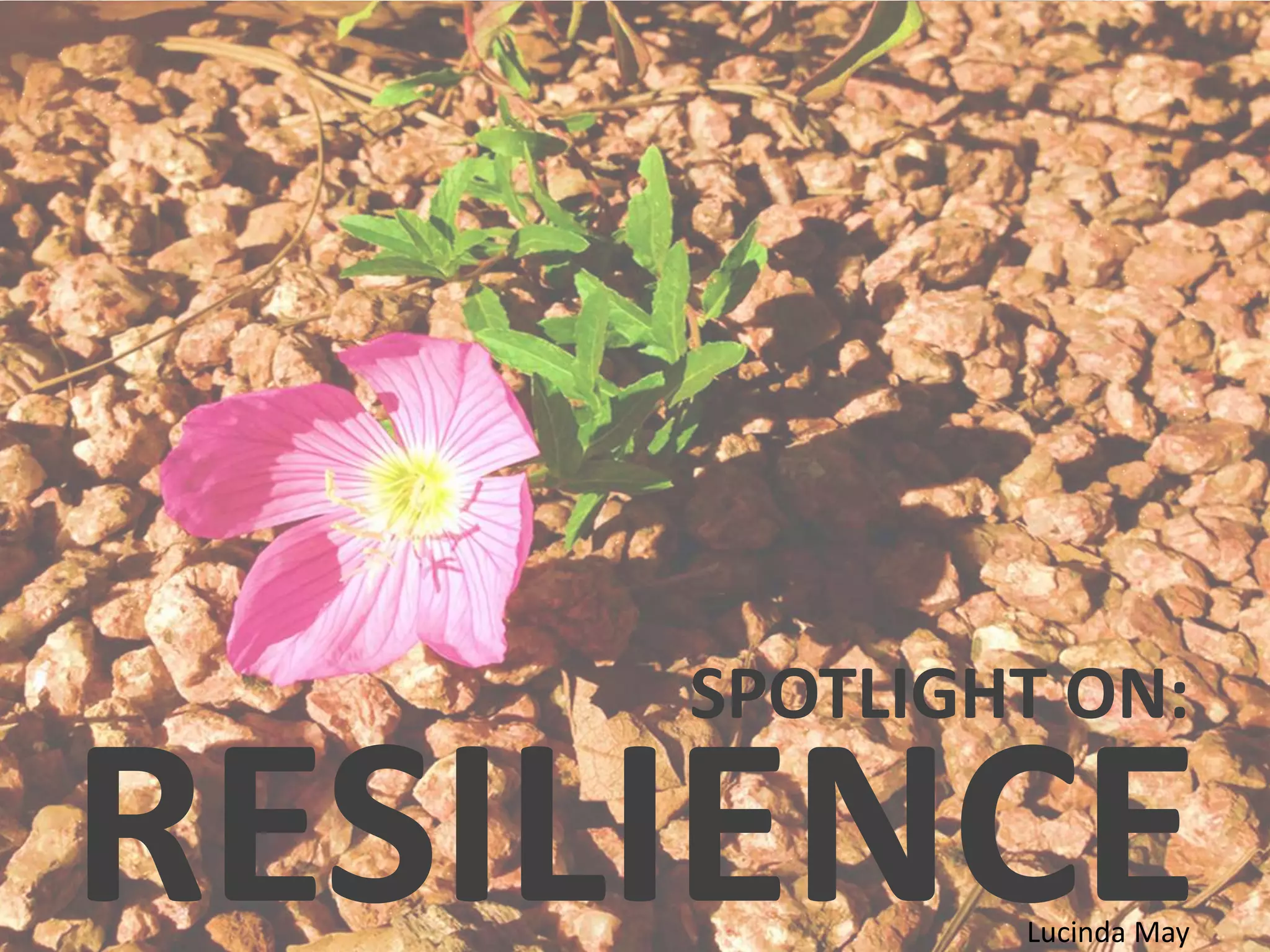 Roc Royal'S Journey In The Spotlight: The Secret To His Resilience! - oygk9yn