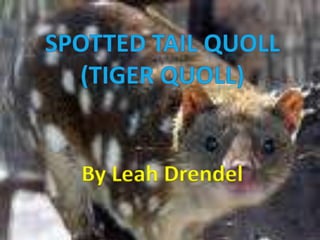 Spotted tail Quoll (Tiger Quoll) By Leah Drendel 