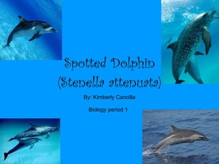 Spotted Dolphin (Stenella attenuata) By: Kimberly Cancilla Biology period 1   