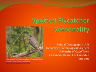Animal Demography Unit
Department of Biological Sciences
University of Cape Town
Caitlin Smith and Les Underhill
June 2017Figure 1. Spotted Flycatcher, near Boschkop, Northern Cape.
Photographer © AM Archer. Record 5332 in the BirdPix section
of the ADU Virtual Museum. Full details at
http://vmus.adu.org.za/?vm=BirdPix-5332
 