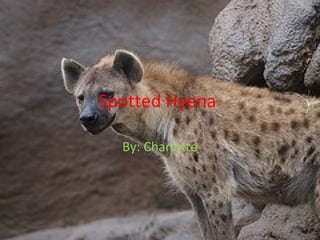 Spotted Hyena By: Charlotte 
