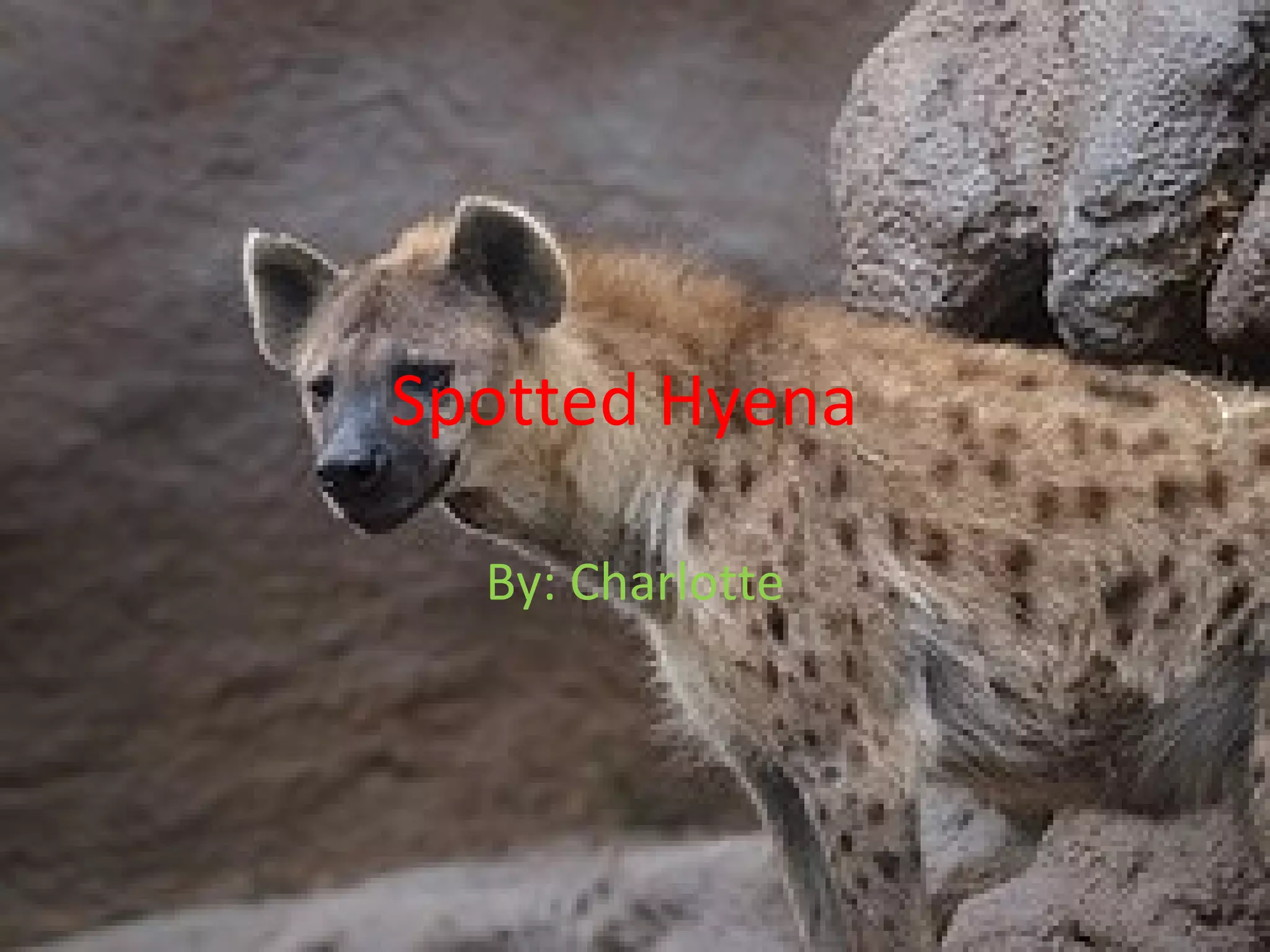 Spotted Hyena By: Charlotte