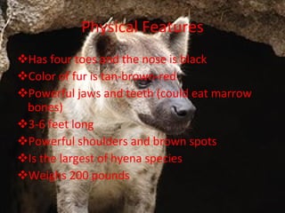 Physical Features Has four toes and the nose is black Color of fur is tan-brown-red Powerful jaws and teeth (could eat marrow bones) 3-6 feet long Powerful shoulders and brown spots Is the largest of hyena species Weighs 200 pounds