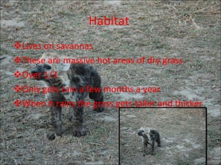 Habitat Lives on savannas These are massive hot areas of dry grass Over 1/3 Only gets rain a few months a year When it rains the grass gets taller and thicker