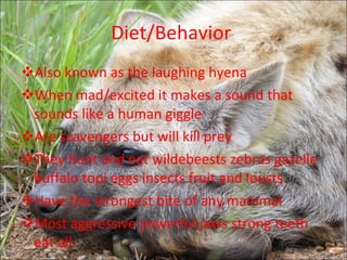 Spotted hyena | PPT
