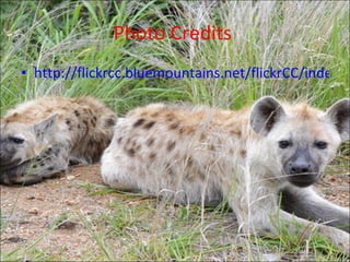 Photo Credits http://flickrcc.bluemountains.net/flickrCC/index.php?terms=Spotted+Hyena&edit=yes&page=1
