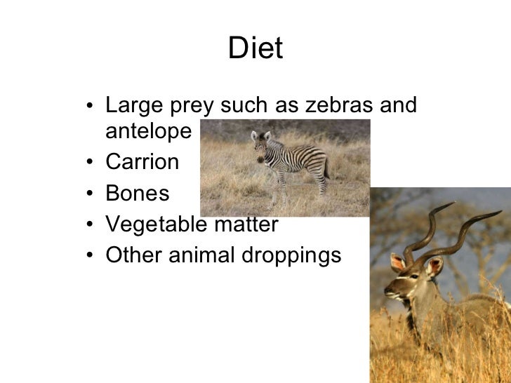 Spotted hyena Rudy Lopez 5th per.