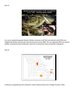 Slide 19


                              Spotted knapweed increases runoff and sediment
                                   (Lacey 1989) - harming aquatic wildlife




As a result, spotted knapweed infested hillsides increased runoff 56% and sediment yield 192% over
neighboring hillsides covered with native bunch grass (Lacey 1989). This can negatively affect our aquatic
wildlife, including the Ozark hellbender, which has recently been listed as federally endangered.


Slide 20




                                                                  Thru 1955




In Missouri, knapweed was first collected in 1933 in Boone County and in Oregon County in 1955.
 