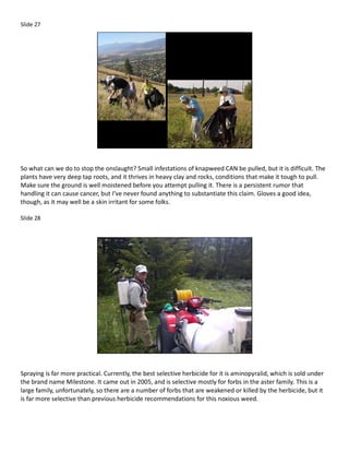 Slide 27




So what can we do to stop the onslaught? Small infestations of knapweed CAN be pulled, but it is difficult. The
plants have very deep tap roots, and it thrives in heavy clay and rocks, conditions that make it tough to pull.
Make sure the ground is well moistened before you attempt pulling it. There is a persistent rumor that
handling it can cause cancer, but I’ve never found anything to substantiate this claim. Gloves a good idea,
though, as it may well be a skin irritant for some folks.

Slide 28




Spraying is far more practical. Currently, the best selective herbicide for it is aminopyralid, which is sold under
the brand name Milestone. It came out in 2005, and is selective mostly for forbs in the aster family. This is a
large family, unfortunately, so there are a number of forbs that are weakened or killed by the herbicide, but it
is far more selective than previous herbicide recommendations for this noxious weed.
 