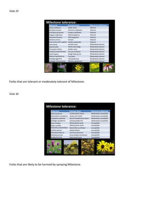 Slide 29



                             Milestone tolerance:
                               Native forb                            Common name                                   Tolerance to Milestone:
                               Allium stellatum                       Glade onion                                   Tolerant
                               Asclepias syriaca                      Common milkweed                               Tolerant
                               Echinacea purpurea Common name coneflower to Milestone:
                                       Native forb
                                       Allium stellatum
                                                                      Purple
                                                               Glade onion
                                                                                        Tolerance
                                                                                        Tolerant
                                                                                                                    Tolerant
                               Fragaria virginiana Common milkweed
                                       Asclepias syriaca              Wild strawberry   Tolerant                    Tolerant
                                       Fragaria virginiana     Wild strawberry          Tolerant
                               Monarda fistulosa
                                       Monarda fistulosa       Wild bergamot bergamot
                                                                      Wild              Tolerant                    Tolerant
                                       Verbena stricta         Vervain                  Tolerant
                               Verbena stricta Z. aptera GoldenVervain
                                       Zizia aurea and                 alexanders       Tolerant                    Tolerant
                                       Aster laevis
                               Zizia aurea and Z. aptera wild indigo alexanders tolerant
                                       Baptisia alba
                                                               Smooth aster
                                                               White Golden
                                                                                        Moderately
                                                                                        Moderately tolerant         Tolerant
                               Aster laevis helianthoides GoldenSmooth aster Moderately tolerant
                                       Chrysopsis villosa
                                       Heliopsis
                                                                       aster
                                                               Ox-eye sunflower         Moderately tolerant
                                                                                                                    Moderately tolerant
                               Baptisia alba
                                       Liatris aspera          Rough blazing starwild indigo
                                                                      White             Moderately tolerant         Moderately tolerant
                                       Silphium perfoliatum    Cup plant                Moderately tolerant
                               Chrysopsis villosa
                                       Solidago gigantea              Golden aster Moderately tolerant
                                                               Late goldenrod                                       Moderately tolerant
                                       Solidago missouriensis Missouri goldenrod        Moderately tolerant
                               Heliopsis helianthoides prairie cloversunflower susceptible
                                       Dalea purpurea          Purple Ox-eye            Moderately                  Moderately tolerant
                                       Desmodium canadense Showy tick trefoil
                               Liatris asperacaptiata
                                       Lespedeza                      Rough blazingModerately susceptible
                                                                                         star
                                                               Round-headed bush clover Moderately susceptible      Moderately tolerant
                               Silphium perfoliatum CanadaCup plant
                                       Solidago canadensis
                                       Aster simplex
                                                                       goldenrod        Moderately susceptible
                                                                                                                    Moderately tolerant
                                                               White panicle aster      Susceptible
                               Solidago gigantea
                                       Dalea candida                  Late goldenrod
                                                               White prairie clover     Susceptible                 Moderately tolerant
                                       Helianthus maximilliani Maximillian sunflower    Susceptible
                               Solidago missouriensis
                                       Lobelia spicata         Spiked Missouri goldenrod
                                                                      lobelia           Susceptible                 Moderately tolerant
                                        Oenothera biennis         Common primrose          Susceptible
                                        Ratibida pinnata          Gray headed coneflower   Susceptible
                                        Rudbeckia hirta           Black eyed Susan         Susceptible




Forbs that are tolerant or moderately tolerant of Milestone.


Slide 30



                             Milestone tolerance:
                                  Native forb                           Common name                                  Tolerance to Milestone:
                                  Dalea purpurea                        Purple prairie clover                        Moderately susceptible
                                      Native forb             Common name            Tolerance to Milestone:
                                  Desmodium canadenseonion
                                      Allium stellatum        Glade     Showy tick trefoil
                                                                                     Tolerant                        Moderately susceptible
                                      Asclepias syriaca       Common milkweed        Tolerant
                                  Lespedeza captitataWild strawberry
                                      Fragaria virginiana               Round-headed bush clover
                                                                                     Tolerant                        Moderately susceptible
                                      Monarda fistulosa       Wild bergamot          Tolerant
                                  Solidago canadensis
                                      Verbena stricta         Vervain
                                                                        Canada goldenrod
                                                                                     Tolerant
                                                                                                                     Moderately susceptible
                                  Aster simplex Z. aptera Golden alexanders panicle aster
                                      Zizia aurea and                   White        Tolerant                        Susceptible
                                      Aster laevis            Smooth aster           Moderately tolerant
                                  Dalea candida
                                      Baptisia alba           White wildWhite prairie clover
                                                                         indigo      Moderately tolerant             Susceptible
                                      Chrysopsis villosa      Golden aster           Moderately tolerant
                                  Helianthus maximilliani sunflower
                                      Heliopsis helianthoides Ox-eye    MaximillianModerately tolerant
                                                                                      sunflower                      Susceptible
                                      Liatris aspera          Rough blazing star     Moderately tolerant
                                  Lobelia spicata
                                      Silphium perfoliatum    Cup plant Spiked lobelia
                                                                                     Moderately tolerant             Susceptible
                                  Oenothera biennis Late goldenrod
                                      Solidago gigantea
                                                                        Common primrose tolerant
                                      Solidago missouriensis Missouri goldenrod
                                                                                     Moderately
                                                                                     Moderately tolerant
                                                                                                                     Susceptible
                                  Ratibida pinnata Purple prairie clover
                                      Dalea purpurea                    Gray headed coneflower
                                                                                     Moderately susceptible          Susceptible
                                      Desmodium canadense Showy tick trefoil         Moderately susceptible
                                  Rudbeckia captiata
                                      Lespedeza hirta         Round-headed bush eyed Susan susceptible
                                                                        Black clover Moderately                      Susceptible
                                        Solidago canadensis       Canada goldenrod         Moderately susceptible
                                        Aster simplex             White panicle aster      Susceptible
                                        Dalea candida             White prairie clover     Susceptible
                                        Helianthus maximilliani   Maximillian sunflower    Susceptible
                                        Lobelia spicata           Spiked lobelia           Susceptible
                                        Oenothera biennis         Common primrose          Susceptible
                                        Ratibida pinnata          Gray headed coneflower   Susceptible
                                        Rudbeckia hirta           Black eyed Susan         Susceptible




Forbs that are likely to be harmed by spraying Milestone.
 