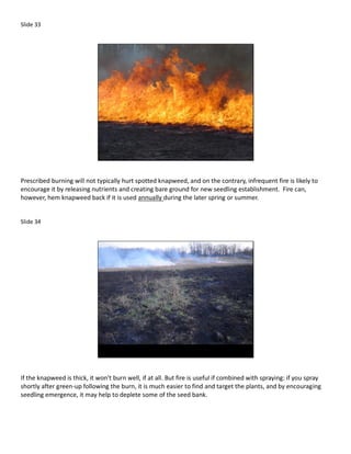 Slide 33




Prescribed burning will not typically hurt spotted knapweed, and on the contrary, infrequent fire is likely to
encourage it by releasing nutrients and creating bare ground for new seedling establishment. Fire can,
however, hem knapweed back if it is used annually during the later spring or summer.


Slide 34




If the knapweed is thick, it won’t burn well, if at all. But fire is useful if combined with spraying: if you spray
shortly after green-up following the burn, it is much easier to find and target the plants, and by encouraging
seedling emergence, it may help to deplete some of the seed bank.
 