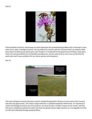 Slide 35




A final method of control, and perhaps our best hope given the overwhelming problem that is looming in many
areas of our state, is biological control. Let me preface my remarks with the comment that I am always a little
leary about introducing any exotic pest, even though it is introduced for the good cause of killing a nasty plant.
There are many possibilities for unintended consequences, and we need to be as sure as we can be that the
exotic pest won’t cause problems for our native species and ecosystems.

Slide 36



                                                                      Reduction in spotted
                                                                      knapweed from root
                                                                      weevil and seedhead
                                                                             weevil




                                 Minnesota Dept of
                                    Agriculture




That said, biological controls have been used for spotted knapweed for 20 years in some parts of the country,
and with very good results. This shows a large reduction in spotted knapweed in Minnesota. It’s important to
realize that biological controls are not a panacea: you have to wait a number of years to see results, and they
will never completely eradicate the plant, but they can greatly reduce large invasions to a manageable size that
can then be eradicated through spraying efforts.
 