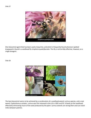 Slide 37




                                                            Urophora quadrifasciata



One biocontrol agent that has been used a long time, and which is frequently found wherever spotted
knapweed is found is a seedhead fly Urophora quadrifasciata. This fly is not terribly effective, however, as a
single bioagent.




Slide 38




                                                      Seedhead
                                                      weevils:
                                                      Larinus
                                                      obtusus and
                                                      L. minutus




                            Copyright © 2008 Karl Volkman




The best biocontrol seems to be achieved by a combination of a seedhead weevil, Larinus species, and a root
weevil, Cyphocleonus achates. Larinus was first released in the US in 1991 and 93. It feeds on the seedhead,
effectively eliminating much of the seed produced by the plant. Larinus weevils are strong fliers and can travel
miles between patches.
 